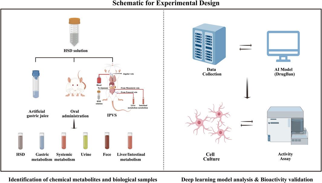 Rapid identification of chemical profiles in vitro and in vivo of Huan Shao Dan and potential anti-aging metabolites by high-resolution mass spectrometry, sequential metabolism, and deep learning model