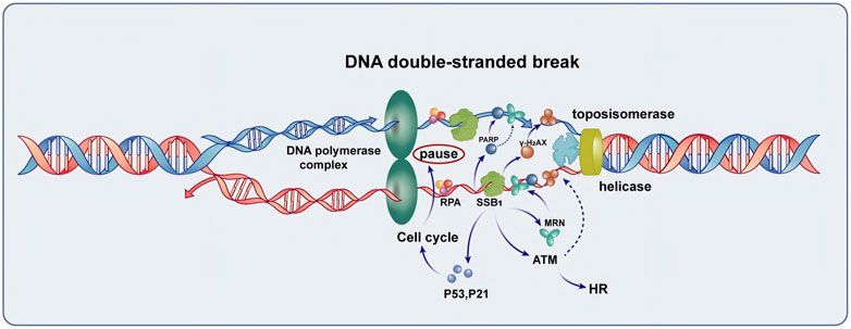 The single-strand DNA-binding protein SSB1 is involved in the expression of salivary gland radiation injury repair