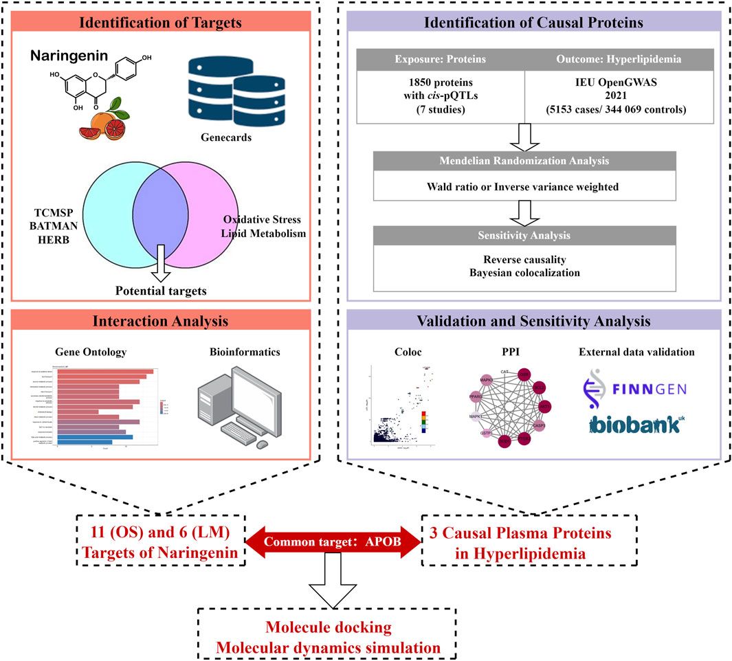 Naringenin modulates oxidative stress and lipid metabolism: Insights from network pharmacology, mendelian randomization, and molecular docking