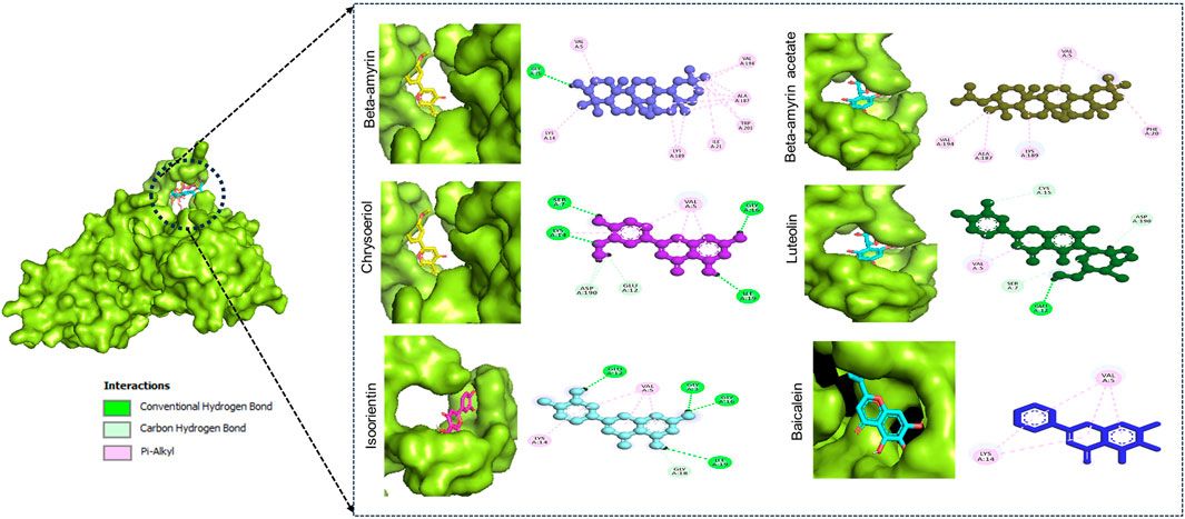 Computational identification of Vernonia cinerea-derived phytochemicals as potential inhibitors of nonstructural protein 1 (NSP1) in dengue virus serotype-2