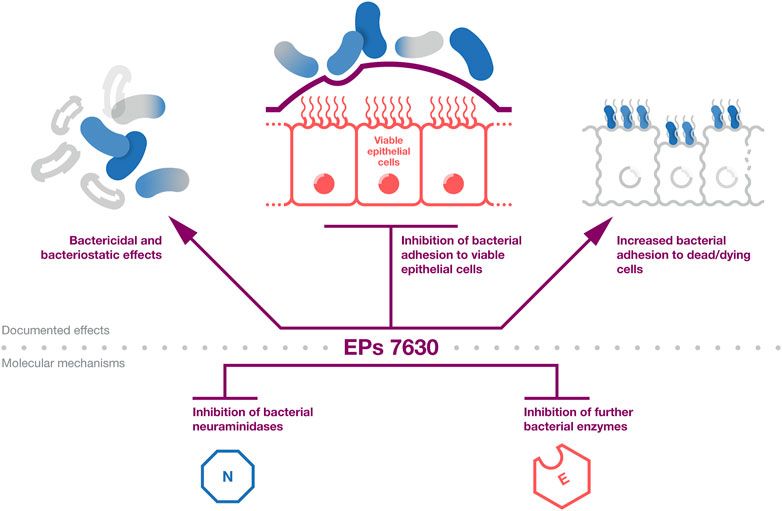 Multiple mechanisms enable broad-spectrum activity of the Pelargonium sidoides root extract EPs 7630 against acute respiratory tract infections