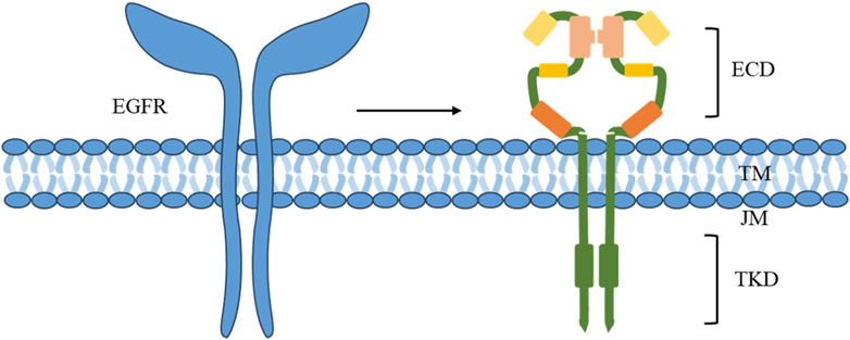 Nanomedicine in HNSCC therapy-a challenge to conventional therapy