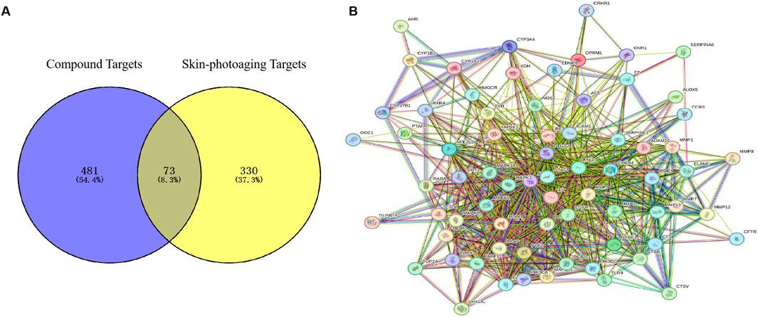 Comprehensive analysis of Hibisci mutabilis Folium extract’s mechanisms in alleviating UV-induced skin photoaging through enhanced network pharmacology and experimental validation