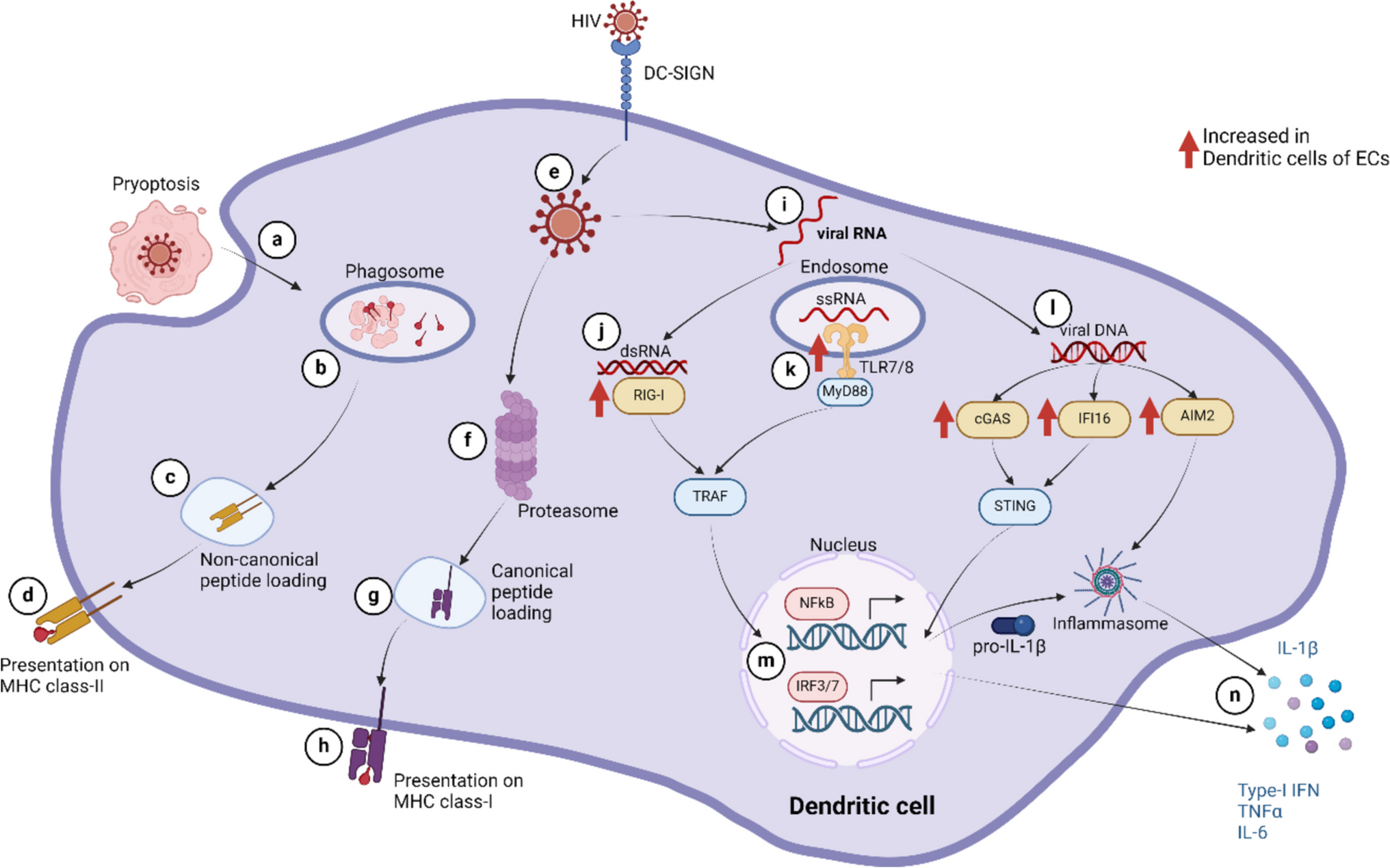 Innate Immune Cell Functions Contribute to Spontaneous HIV Control