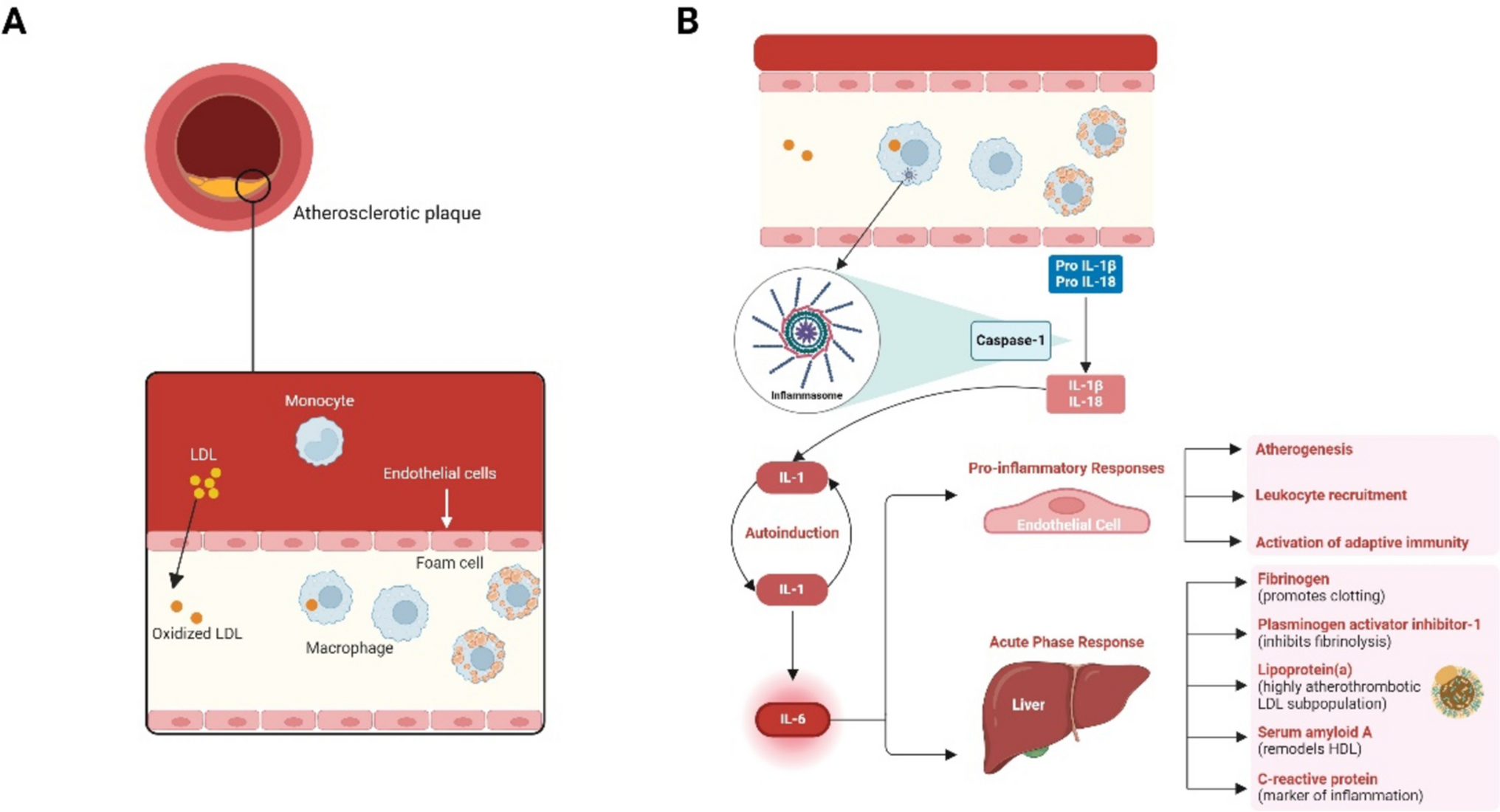 IL-6 and Cardiovascular Risk: A Narrative Review