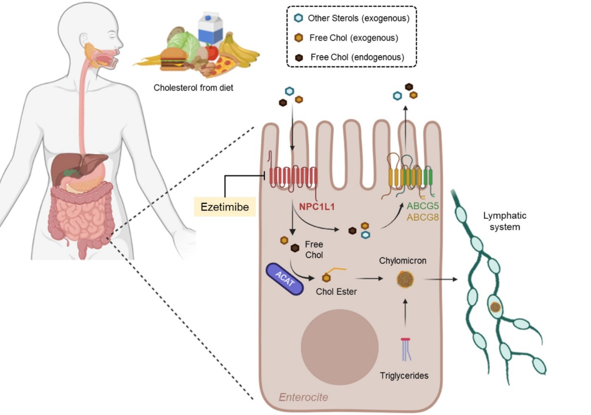 Ezetimibe: Integrating Established Use with New Evidence - A Comprehensive Review