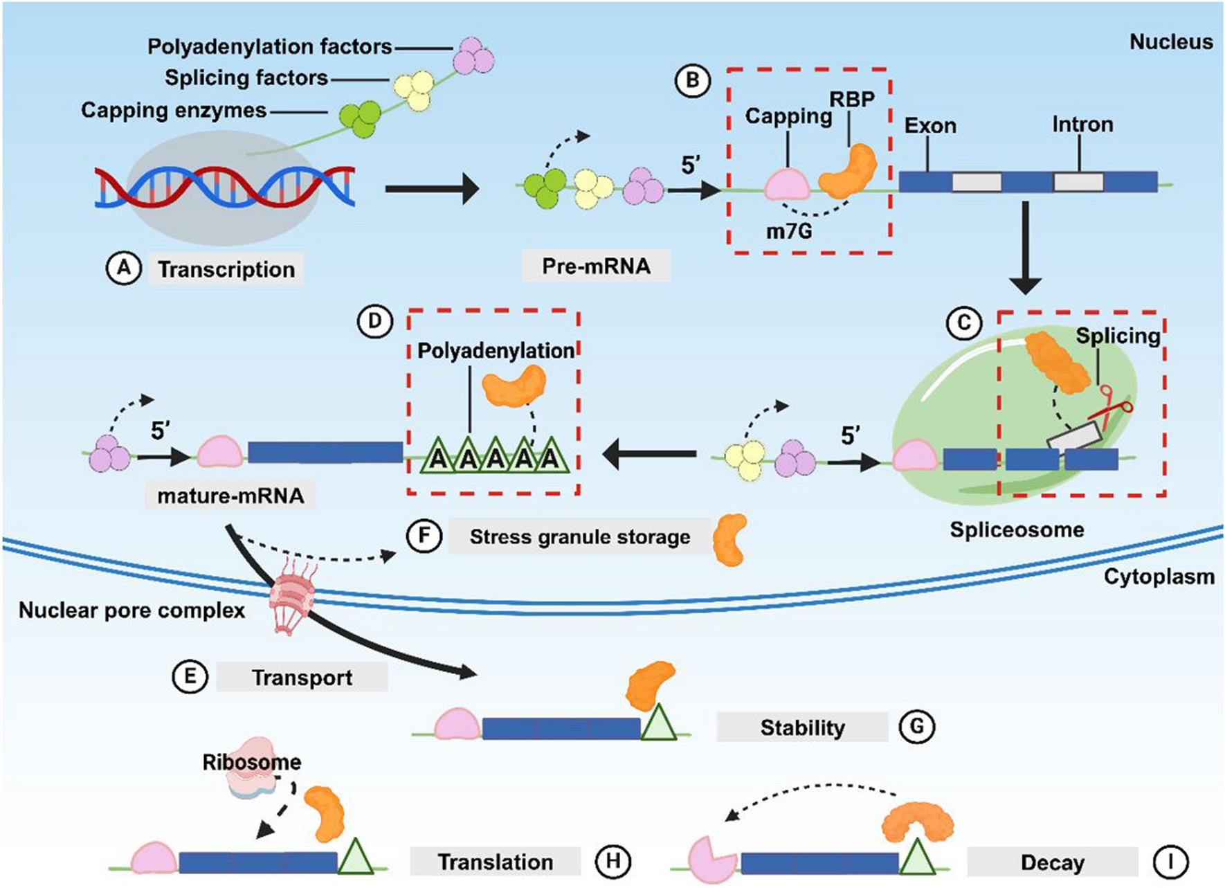 Role of RNA-binding Proteins in Regulating Cell Adhesion and Progression of the Atherosclerotic Plaque and Plaque Erosion