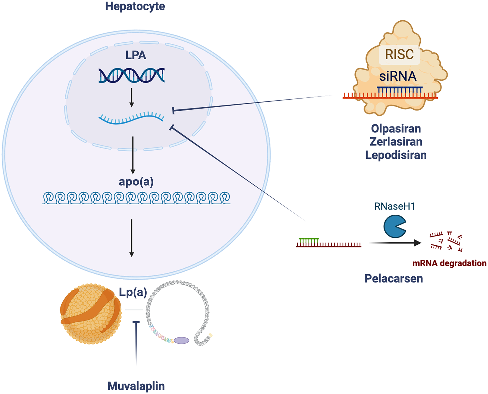 Lp(a): A Rapidly Evolving Therapeutic Landscape