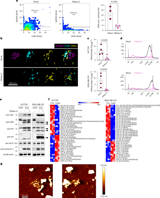 Unique structural configuration of EV-DNA primes Kupffer cell-mediated antitumor immunity to prevent metastatic progression