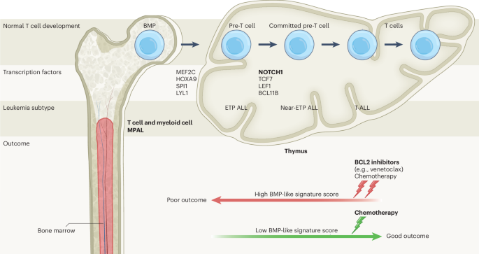 Bone marrow progenitor-like cells against leukemia cure