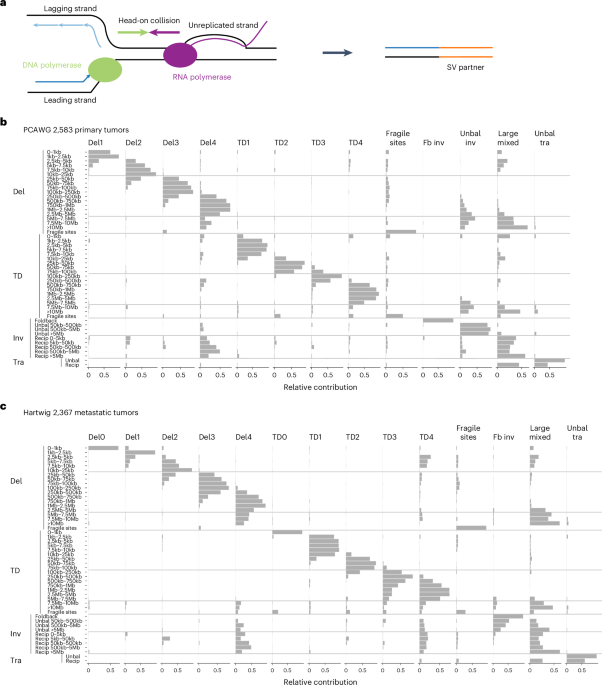 Transcription and DNA replication collisions lead to large tandem duplications and expose targetable therapeutic vulnerabilities in cancer