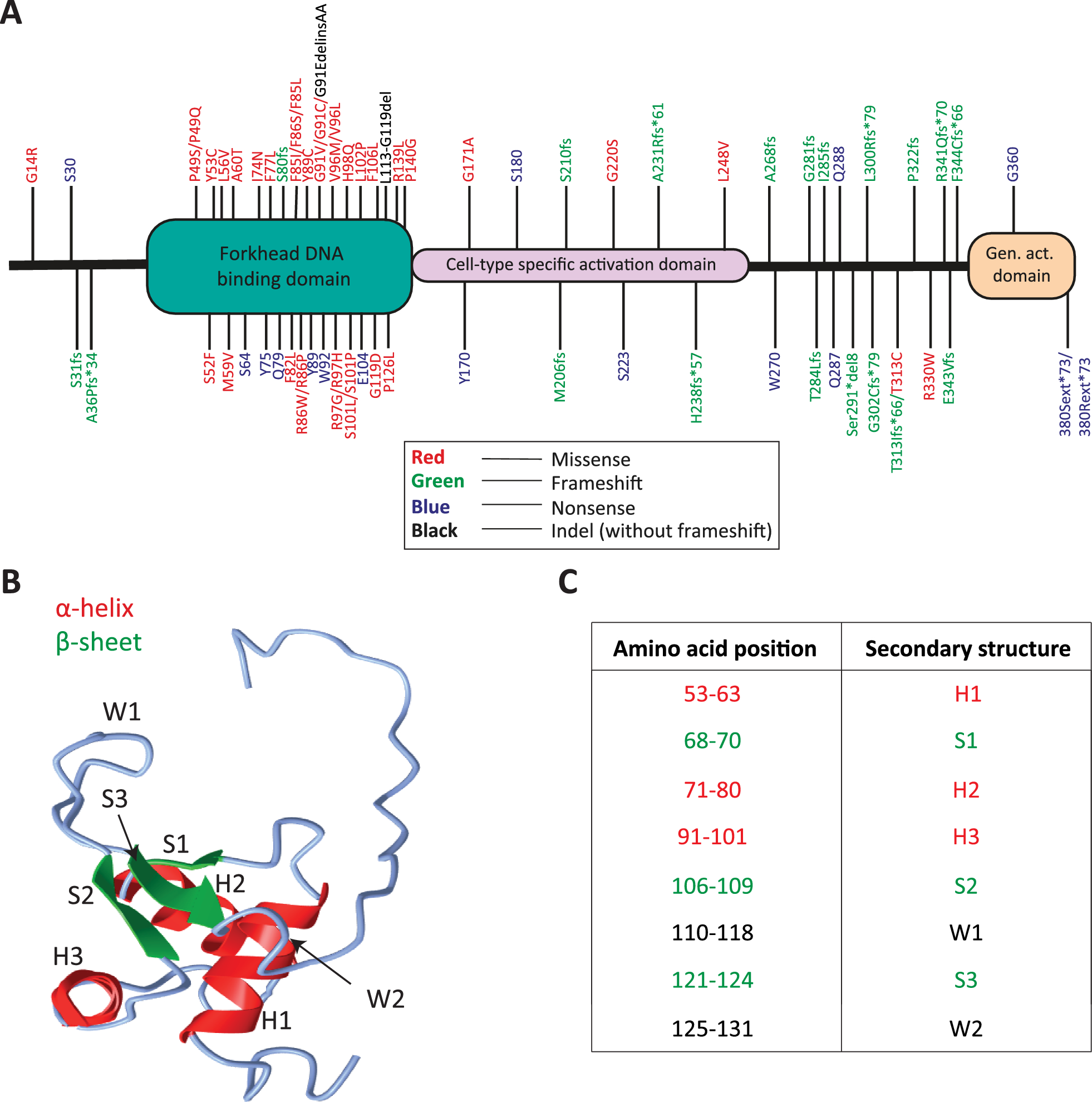 The molecular consequences of FOXF1 missense mutations associated with alveolar capillary dysplasia with misalignment of pulmonary veins