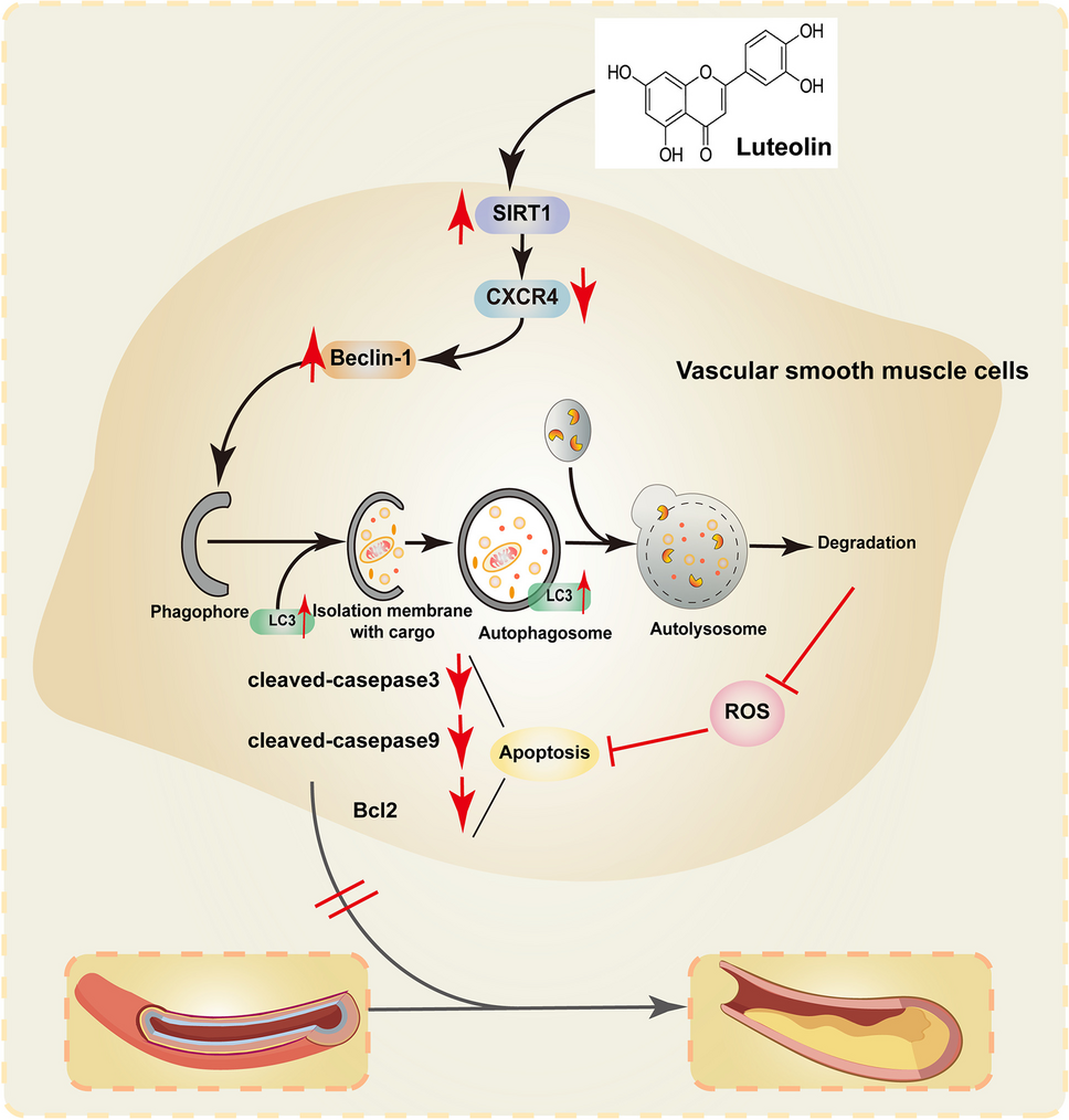 Luteolin Protects against Vascular Calcification by Modulating SIRT1/CXCR4 Signaling Pathway and Promoting Autophagy