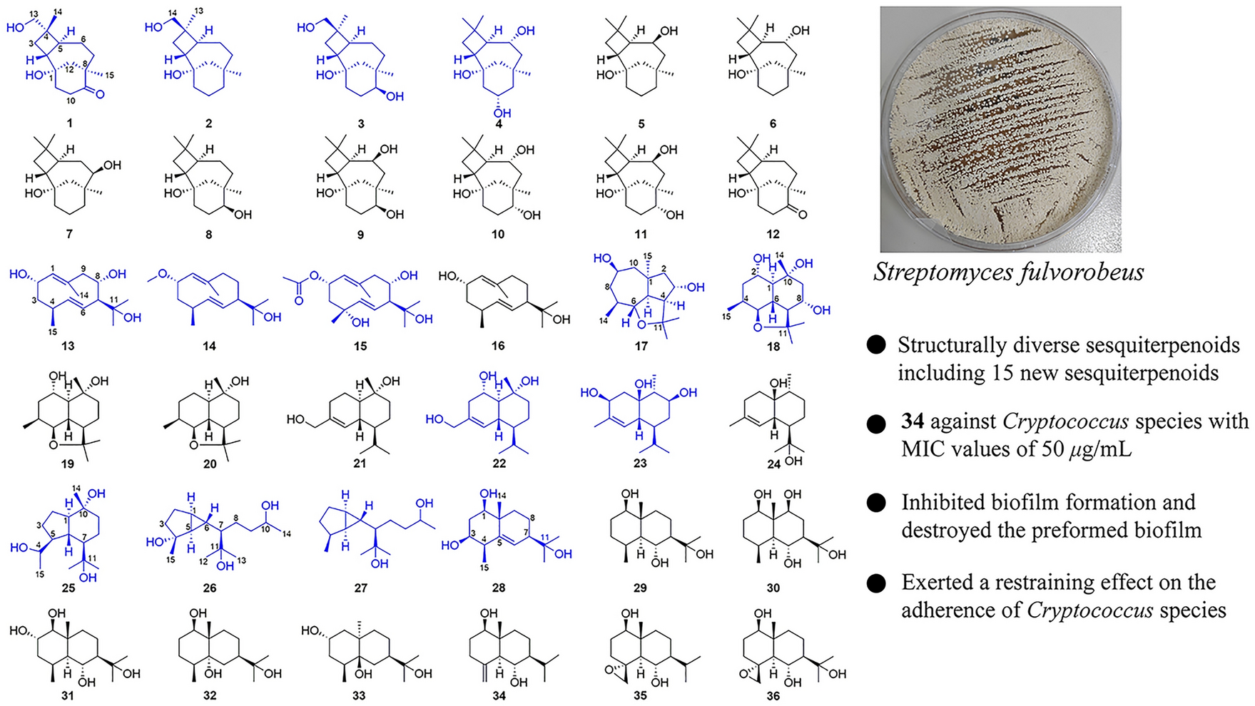 Discovery of structurally diverse sesquiterpenoids from Streptomyces fulvorobeus isolated from Elephas maximus feces and their antifungal activities