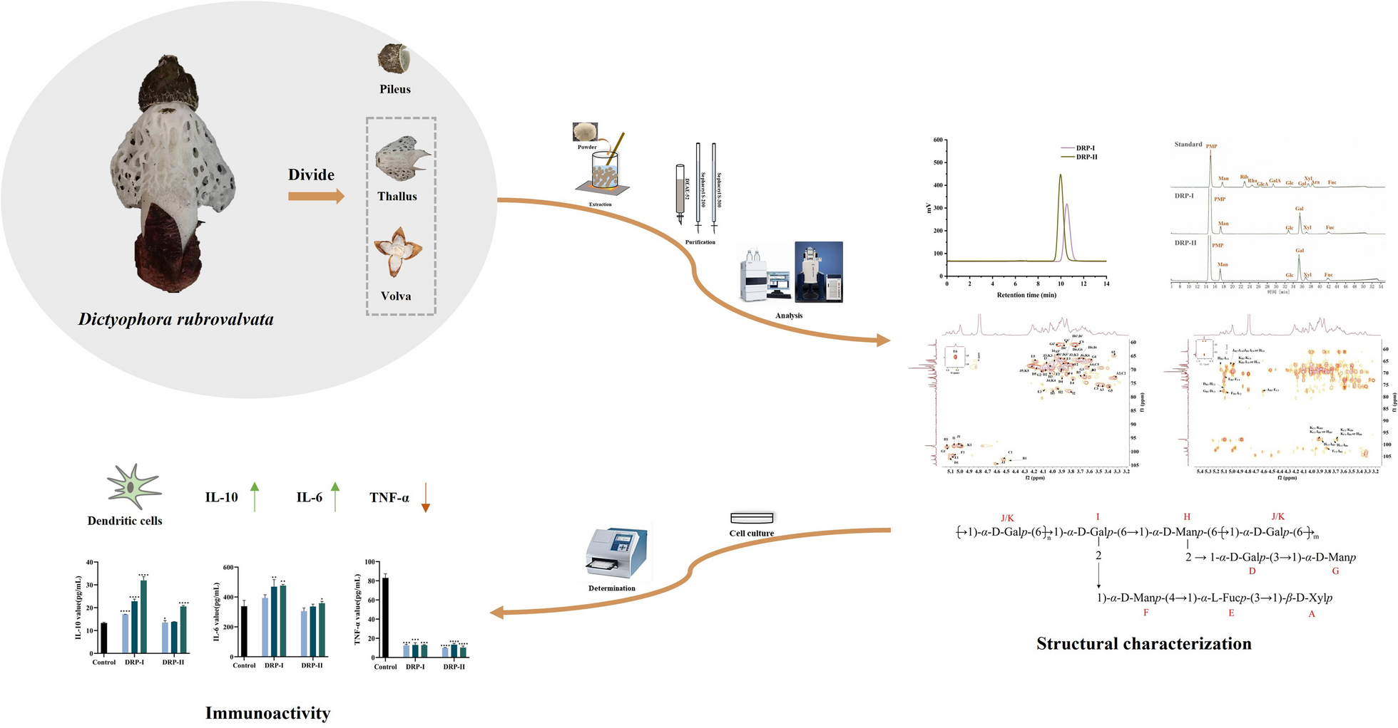 Structure characterization and immunoactivity on dendritic cells of two neutral polysaccharides from Dictyophora rubrovalvata