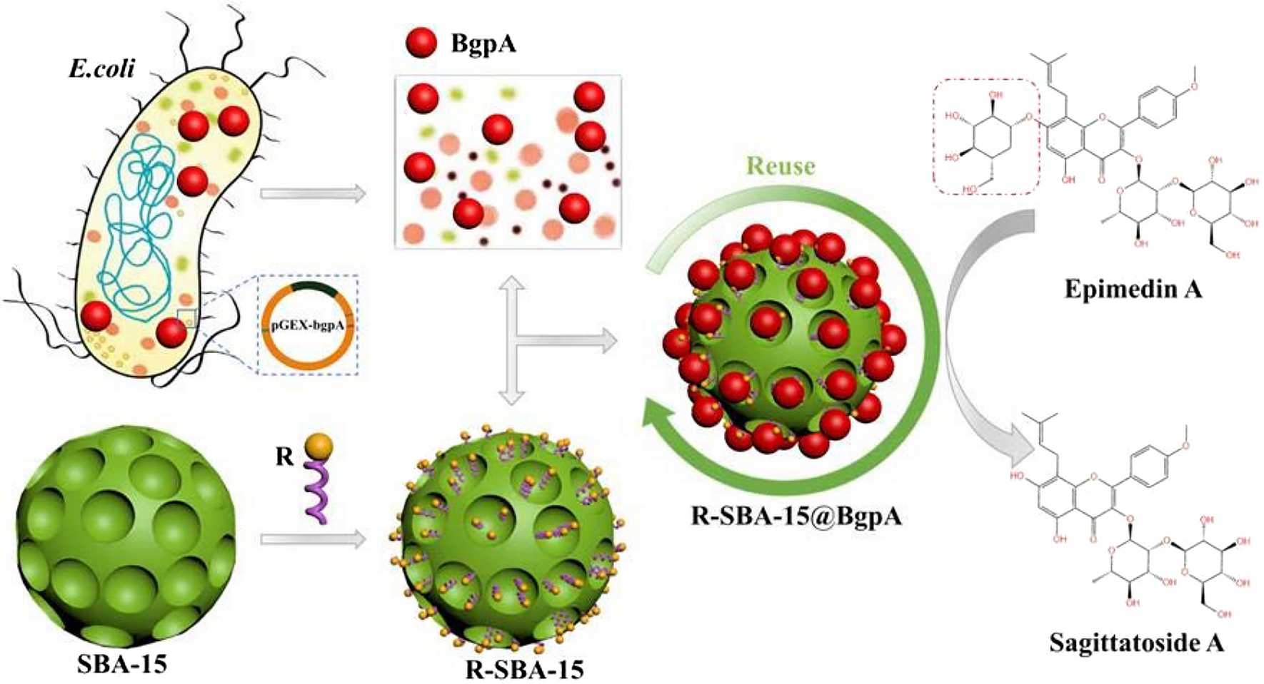 Purification and immobilization of β-glucosidase using surface modified mesoporous silica Santa Barbara Amorphous 15 for eco-friendly preparation of sagittatoside A