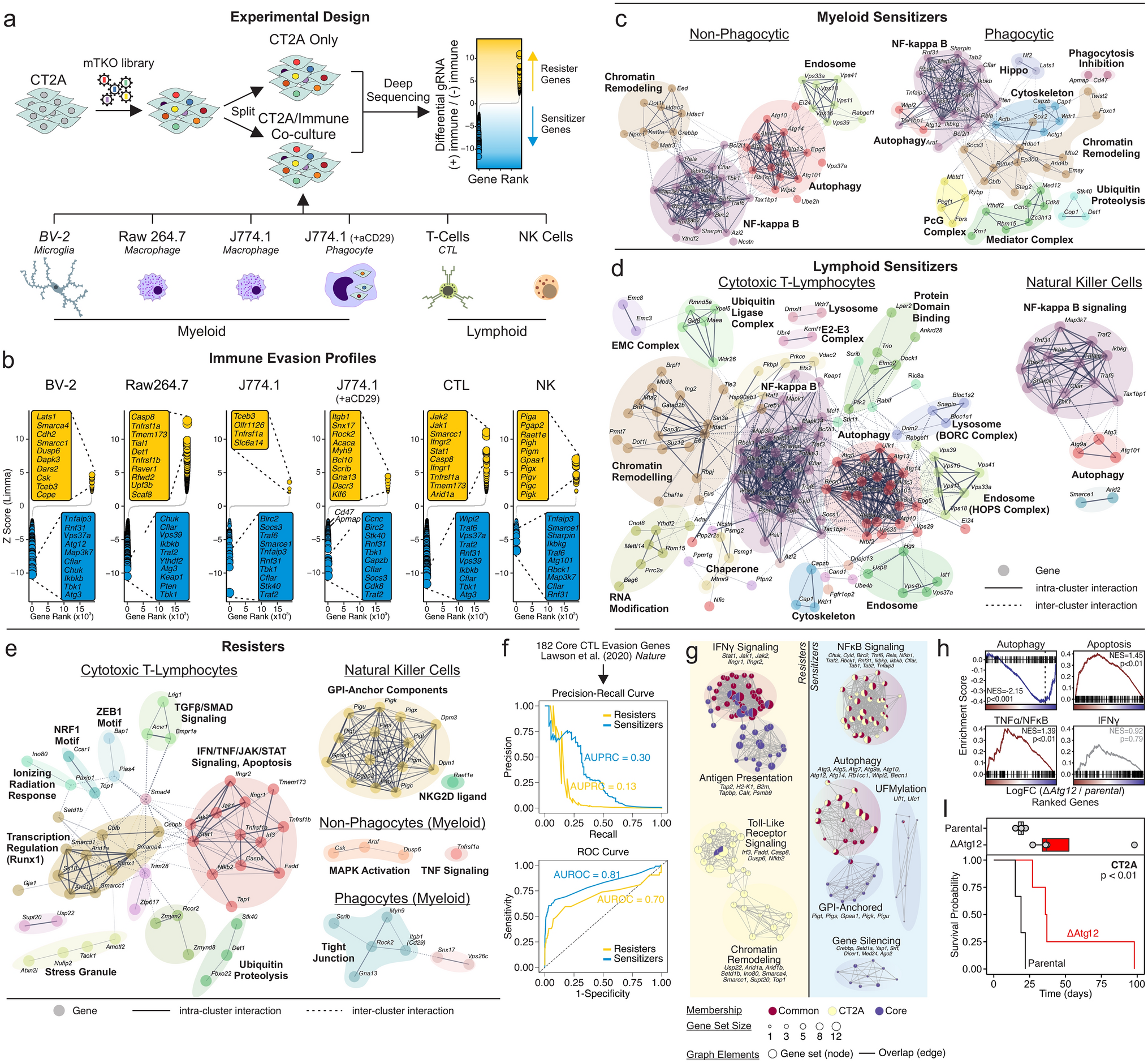 Functional profiling of murine glioma models highlights targetable immune evasion phenotypes