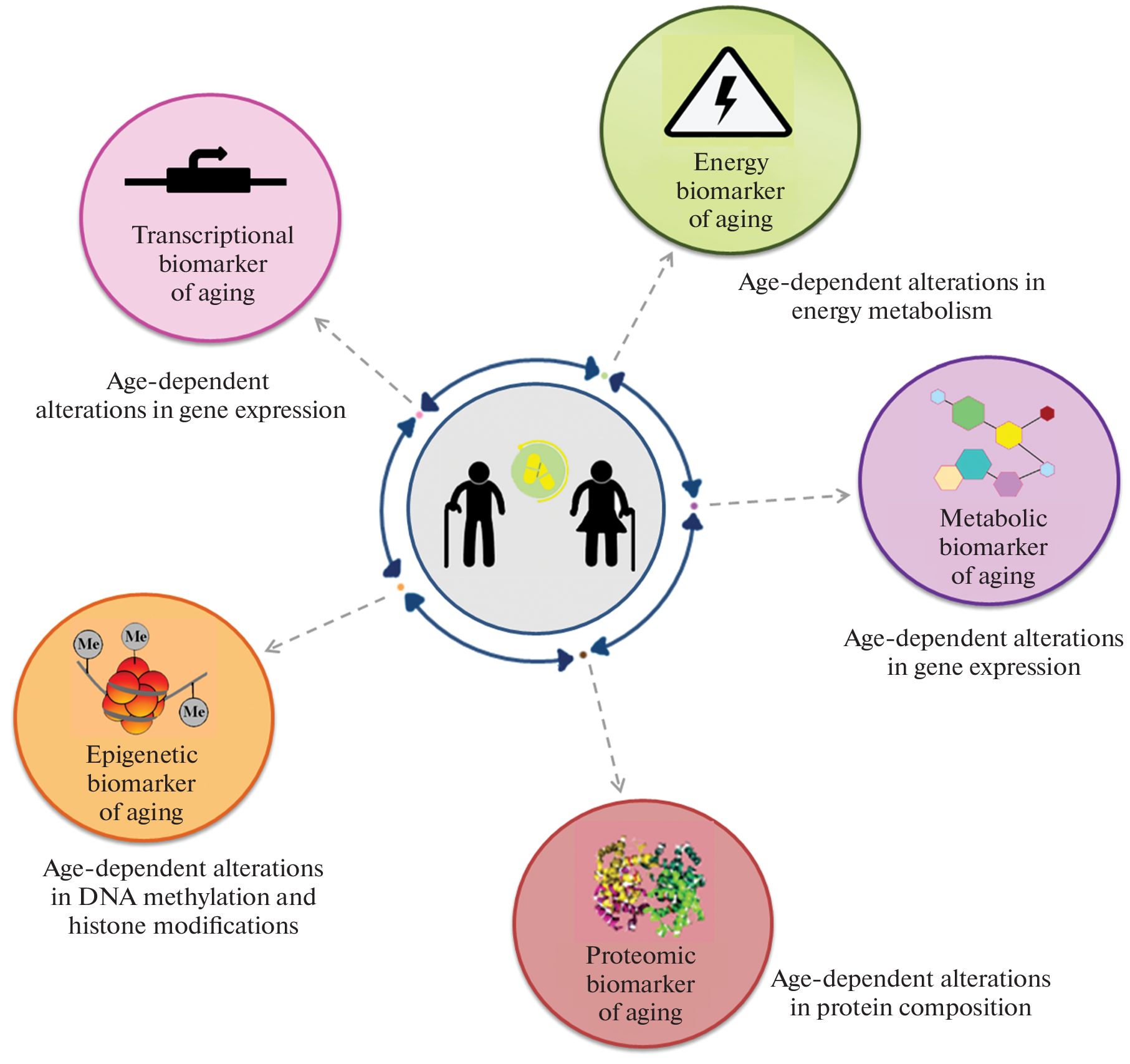 Aging Biomarkers in Assessing the Efficacy of Geroprotective Therapy: Problems and Prospects