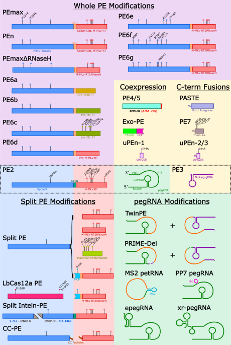 Prime editing: therapeutic advances and mechanistic insights