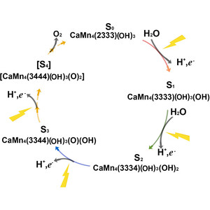 Photosystem II: light-dependent oscillation of ligand composition at its active site