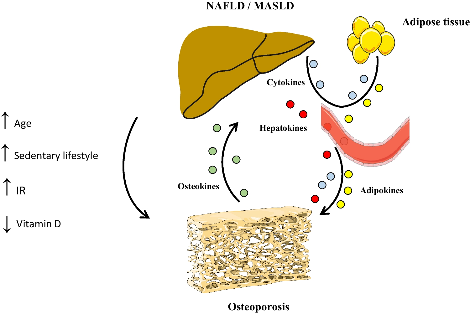 Osteokines in Nonalcoholic Fatty Liver Disease