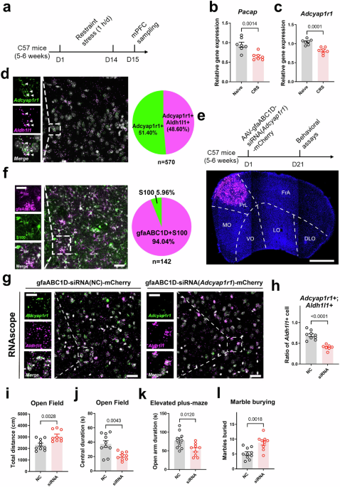 Neuropeptide-mediated activation of astrocytes improves stress resilience in mice by modulating cortical neural synapses