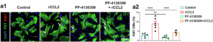 Correction: Chemokine CCL2 promotes cardiac regeneration and repair in myocardial infarction mice via activation of the JNK/STAT3 axis