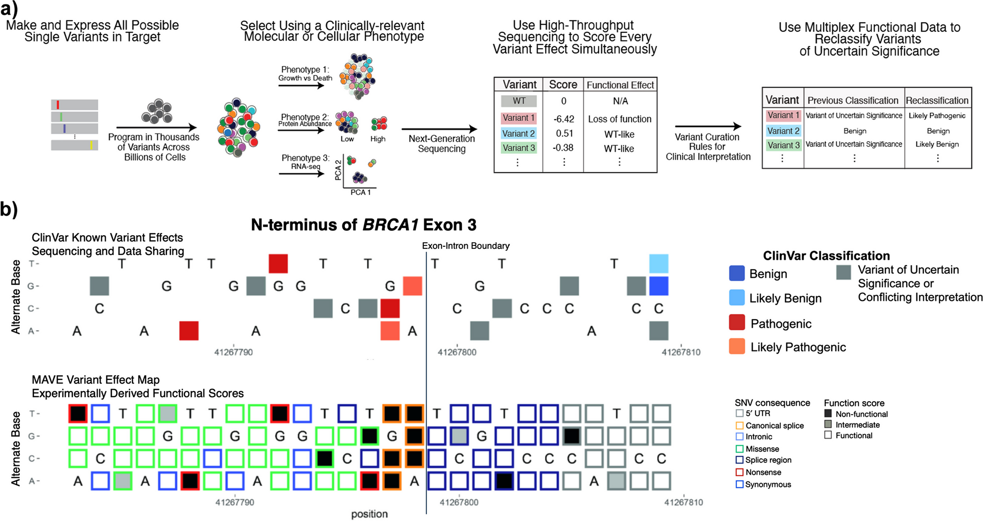 Using multiplexed functional data to reduce variant classification inequities in underrepresented populations