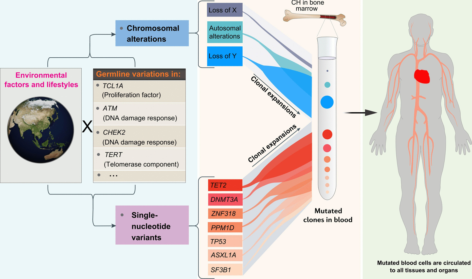 A complex systems approach to mosaic loss of the Y chromosome