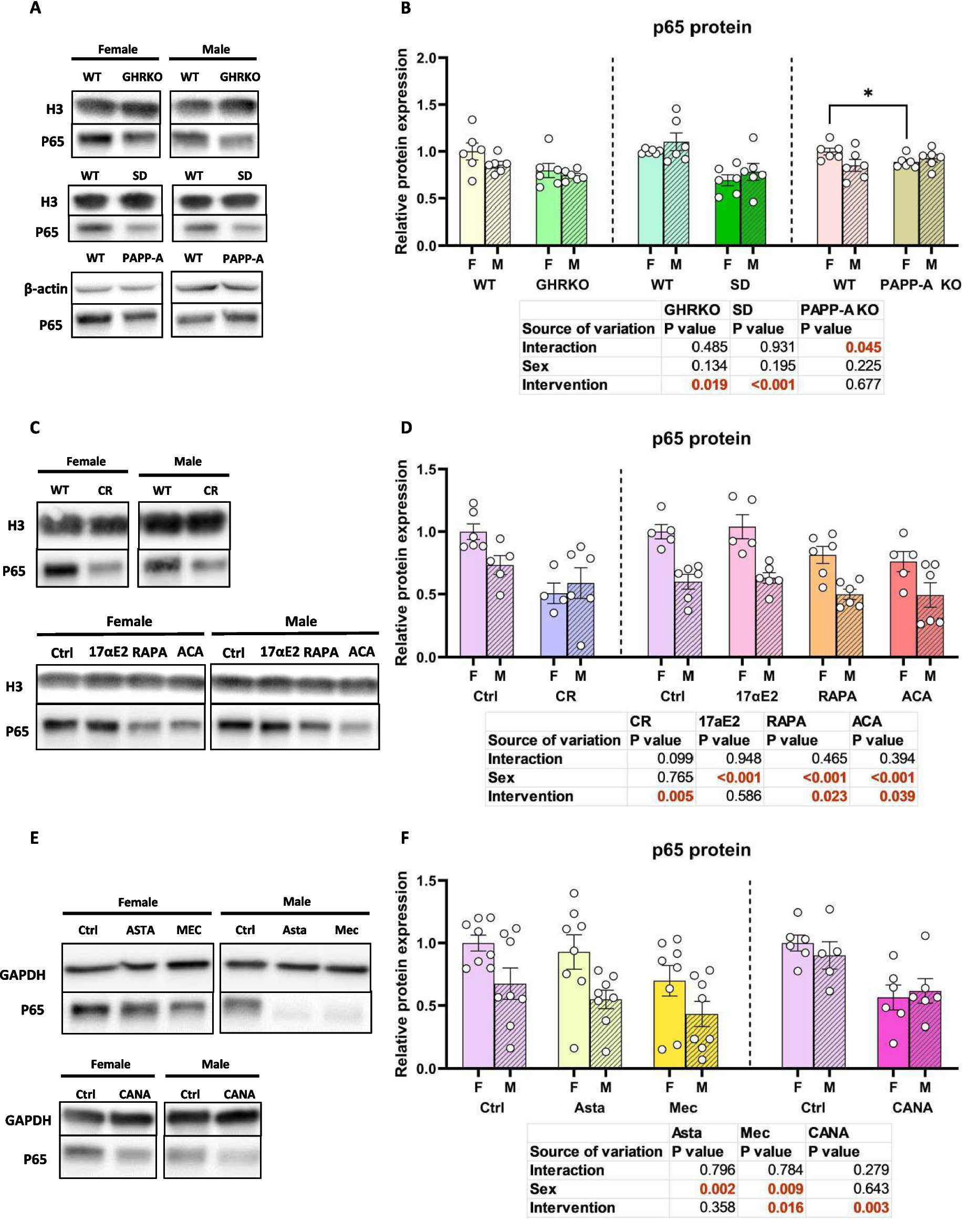 Downregulation of the NF-κB protein p65 is a shared phenotype among most anti-aging interventions