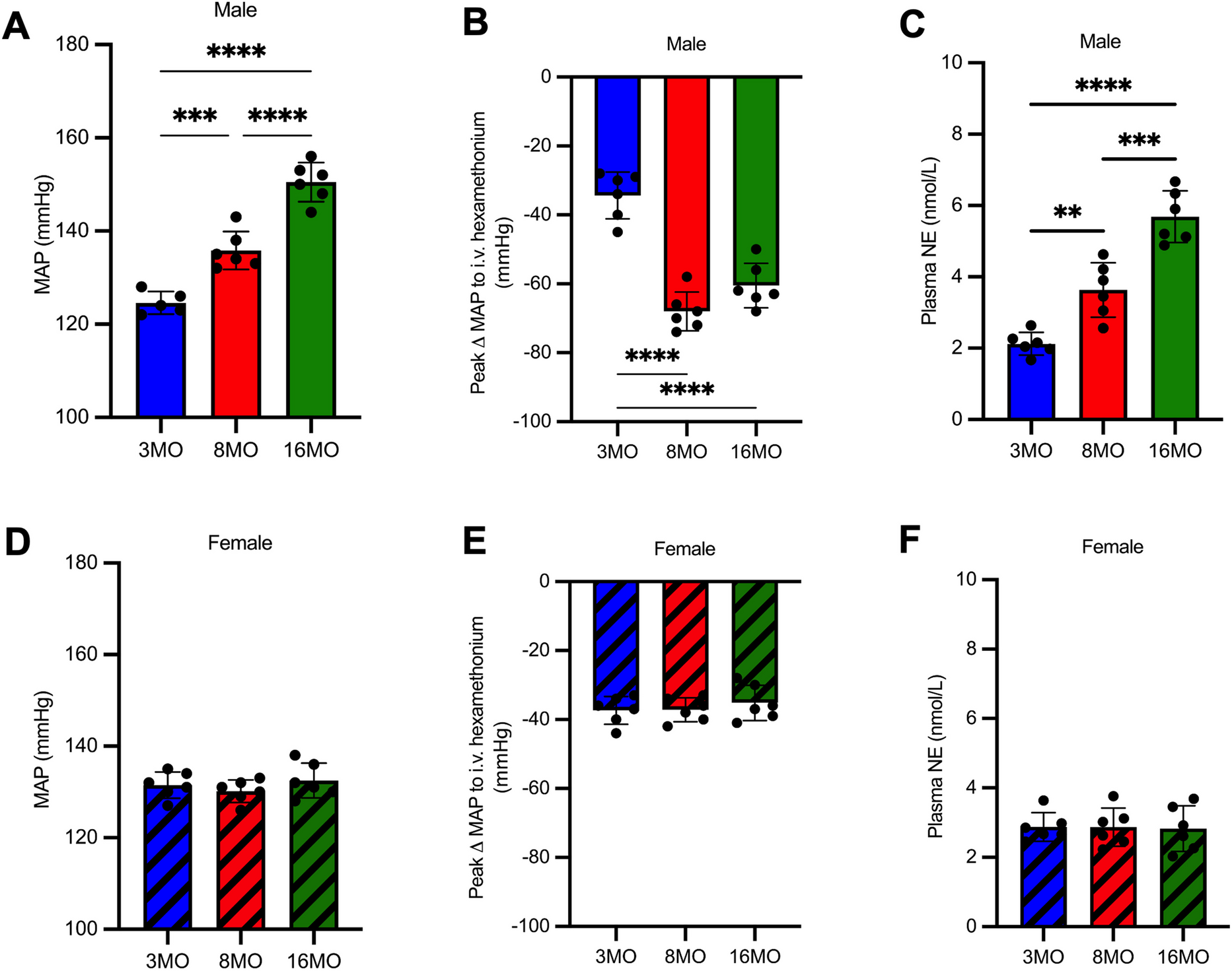 Losartan attenuates sex-dependent hypertension, neuroinflammation, and cognitive impairment in the aging male sprague–dawley rat