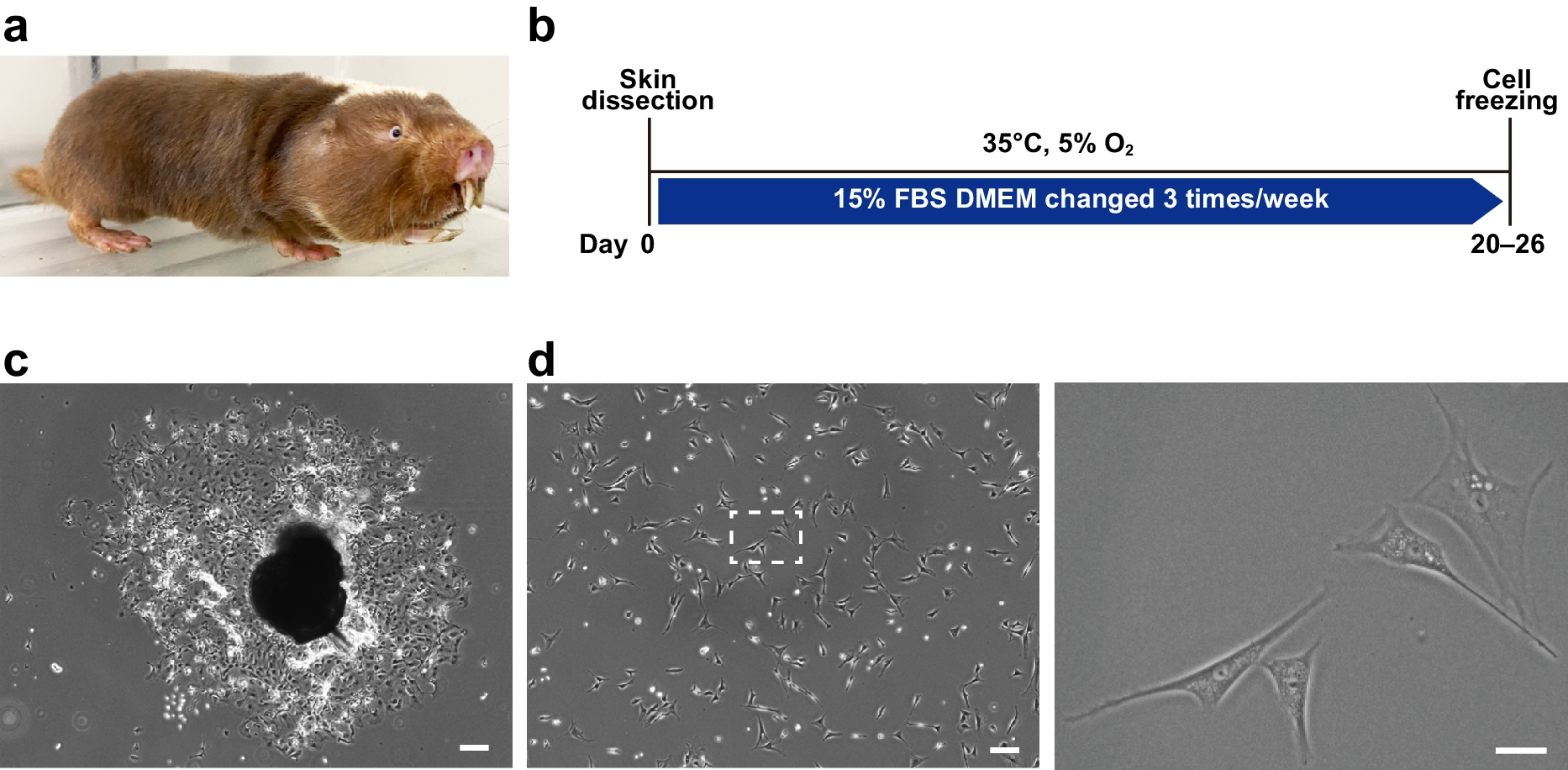 Establishment of primary and immortalized fibroblasts reveals resistance to cytotoxic agents and loss of necroptosis-inducing ability in long-lived Damaraland mole-rats