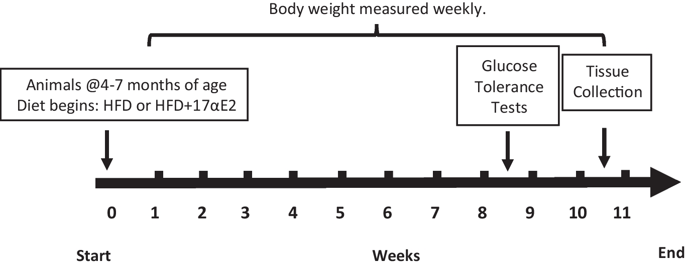 Systemic metabolic benefits of 17α-estradiol are not exclusively mediated by ERα in glutamatergic or GABAergic neurons