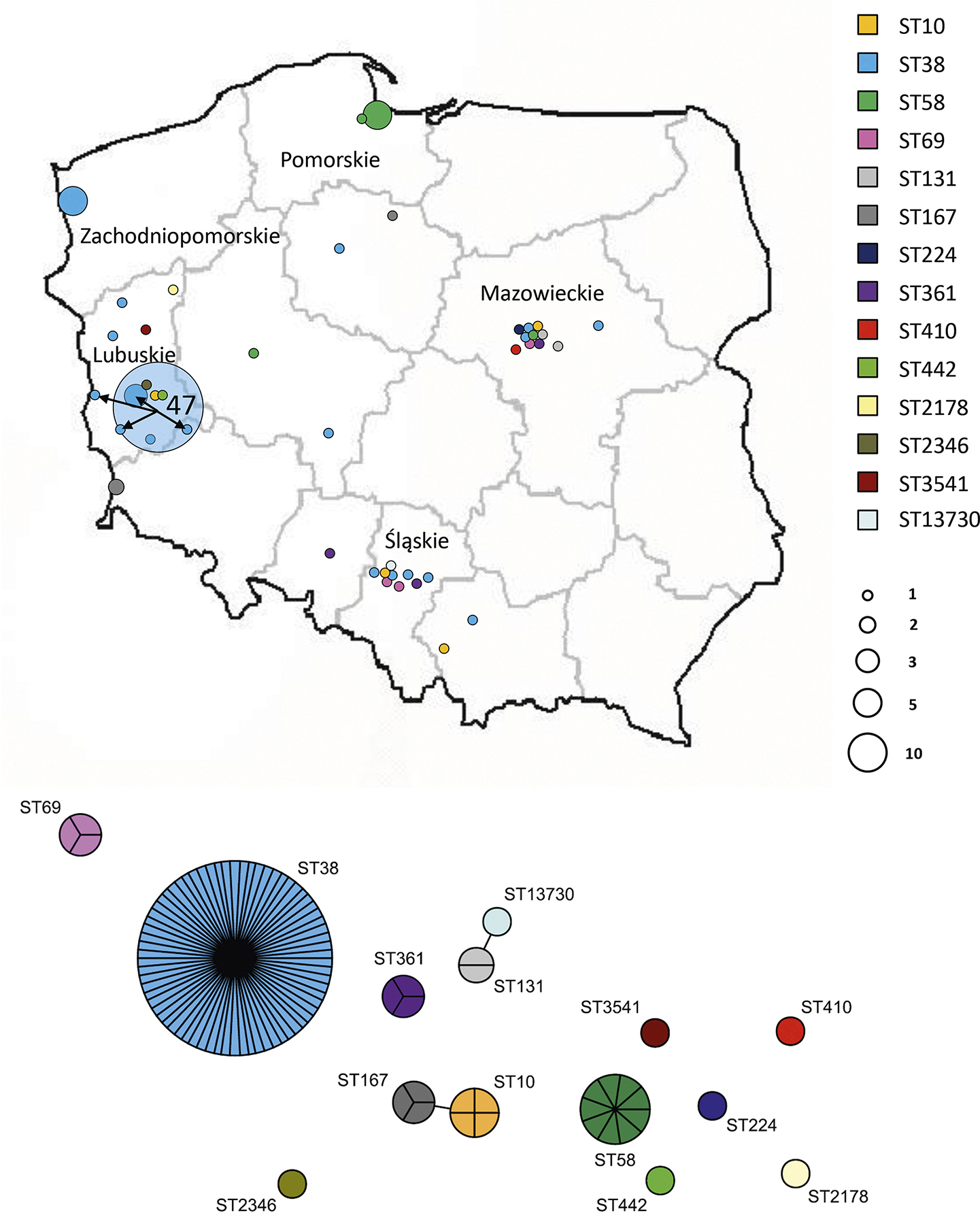 Several epidemic and multiple sporadic genotypes of OXA-244-producing Escherichia coli in Poland; predominance of the ST38 clone