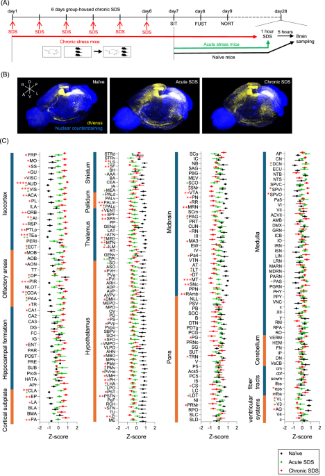 The activation of the piriform cortex to lateral septum pathway during chronic social defeat stress is crucial for the induction of behavioral disturbance in mice