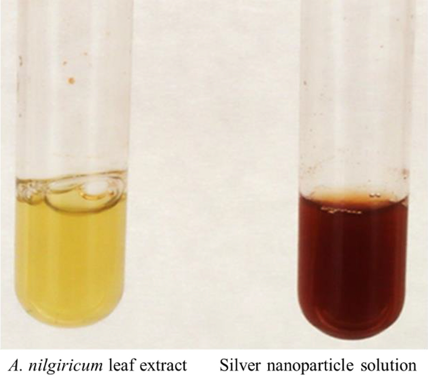 Green synthesis of silver nanoparticles using Amomum nilgiricum leaf extracts: preparation, physicochemical characterization and ameliorative effect against human cancer cell lines