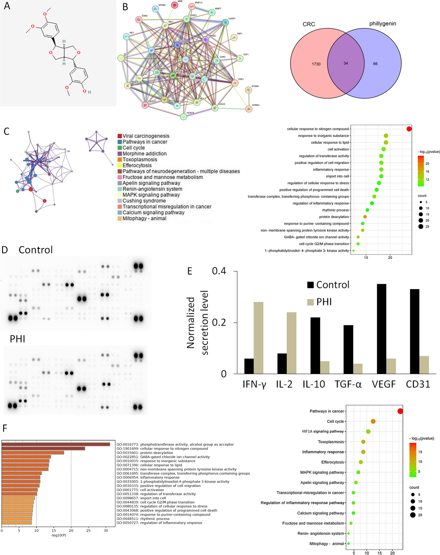 Phillygenin regulates the colorectal cancer tumor microenvironment by inhibiting hypoxia-inducible factor 1 alpha