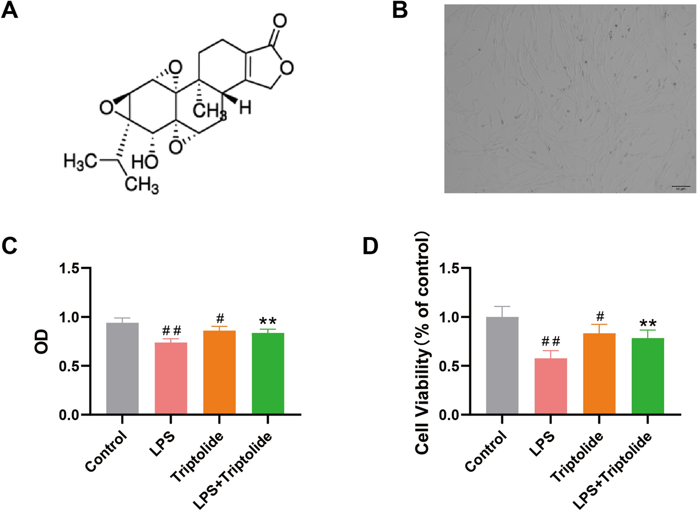 Triptolide attenuates LPS-induced chondrocyte inflammation by inhibiting inflammasome activation via the Wnt/β-catenin and NF-κB signaling pathways