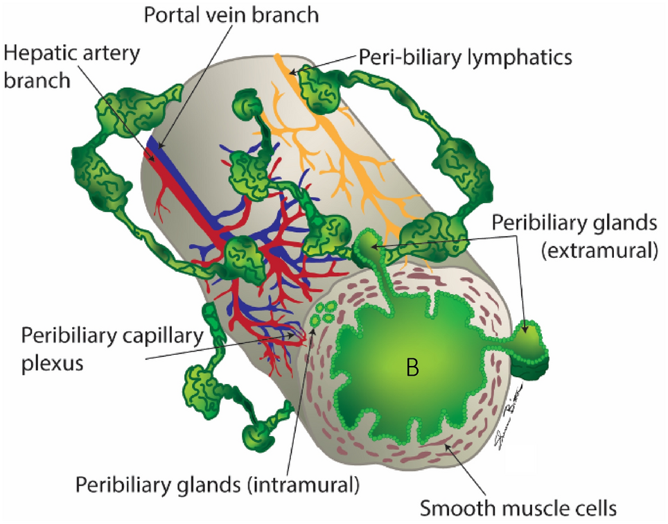 Cystic lesions and their mimics involving the intrahepatic bile ducts and peribiliary space: diagnosis, complications, and management