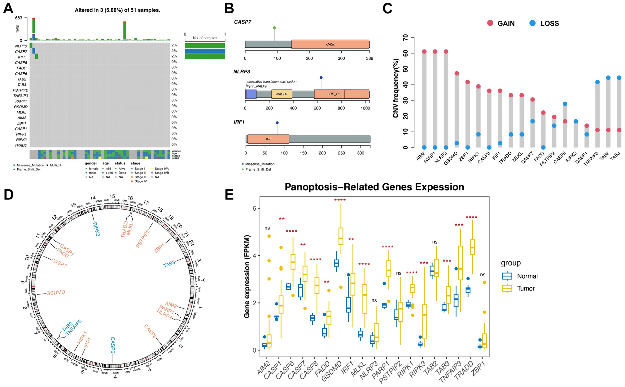 Identification of PANoptosis-relevant subgroups and predicting signature to evaluate the prognosis and immune landscape of patients with biliary tract cancer