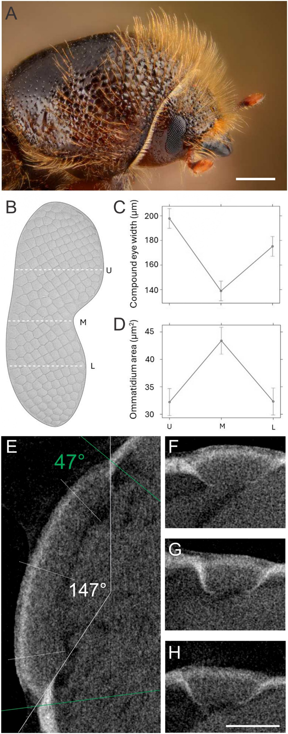 Ips typographus vision system: a comprehensive study