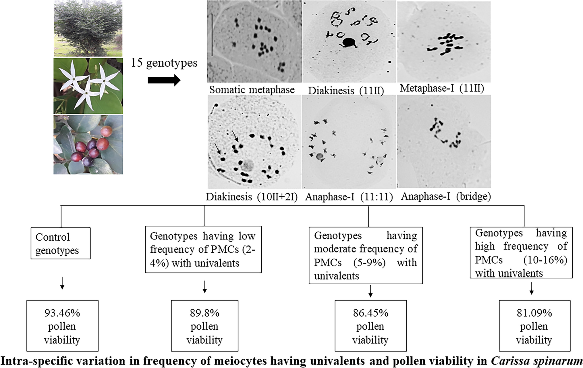 Intra-specific variability in frequency of meiocytes showing partial desynapsis and multivalent formation in underutilized Carissa spinarum L. from Jammu Shivalik, India