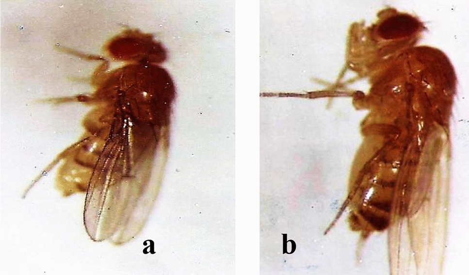 The role of epigenetics in phenotypic evolution: lessons from the genomic response to stresses, genetic conflicts and developmental plasticity in Drosophila