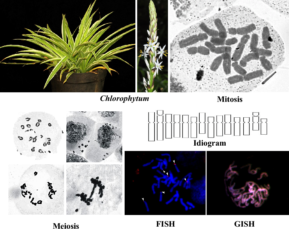 Cellular and molecular cytogenetics of Safed Musli (Chlorophytum): gaps and the way forward