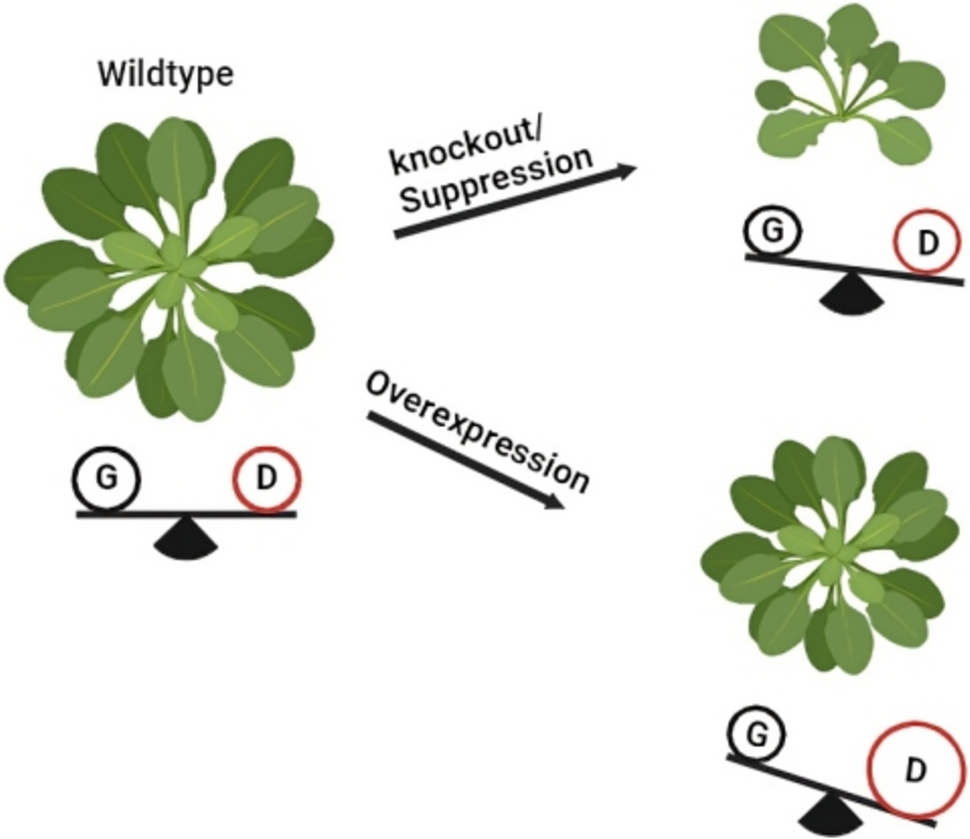 Yield loss and growth-defense trade-offs: impact of engineering amino acid transporters