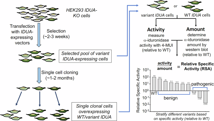 Functional assessment of IDUA variants of uncertain significance identified by newborn screening