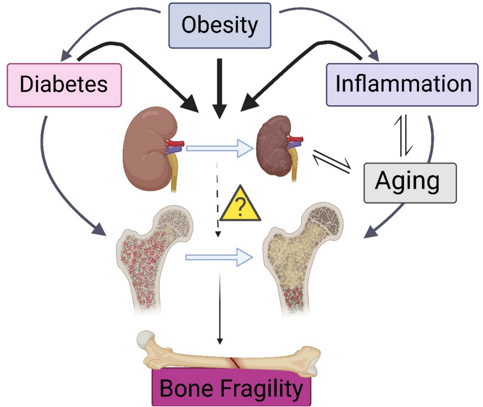 Adiposity and Mineral Balance in Chronic Kidney Disease