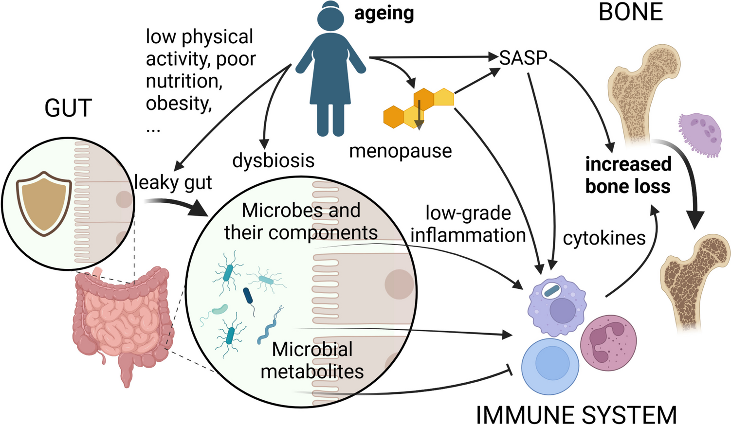 Associations Among Estrogens, the Gut Microbiome and Osteoporosis