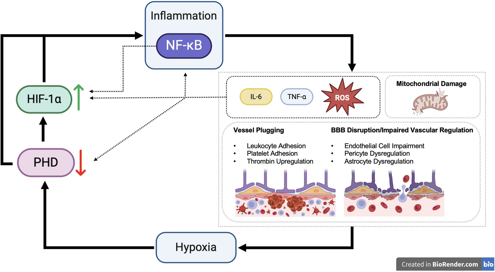 A Hypoxia-Inflammation Cycle and Multiple Sclerosis: Mechanisms and Therapeutic Implications