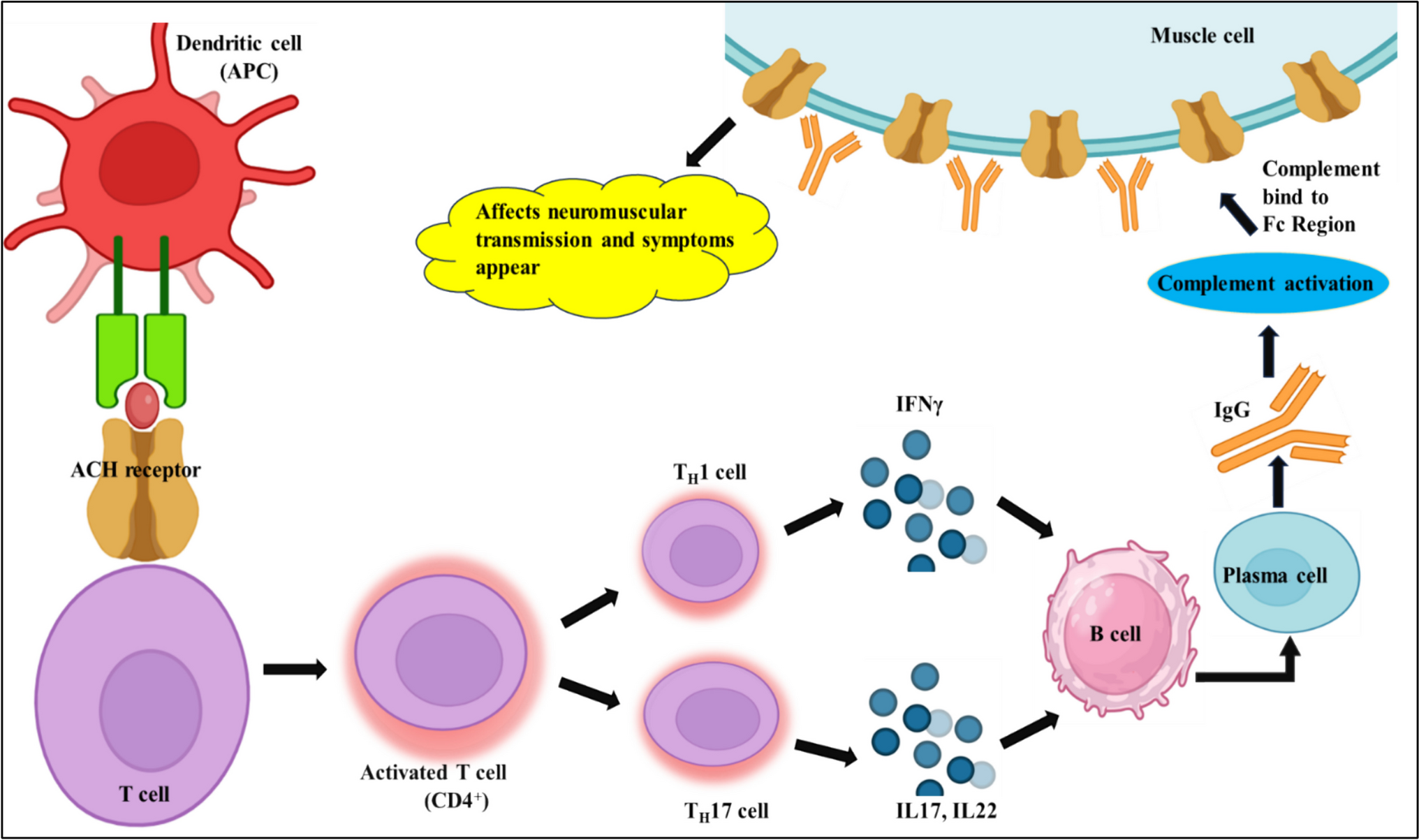 The Impact of Epstein-Barr Virus on Autoimmune Neuromuscular Disorders: A Comparative Study of Myasthenia Gravis and Guillain–Barre Syndrome